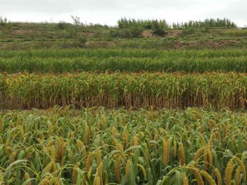 小米种子可以在陕西地区种植吗小米种子陕西适合生长吗