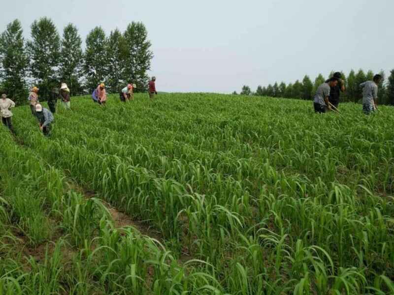 小米种子种植在东北种植效果好吗6月份可以种植吗