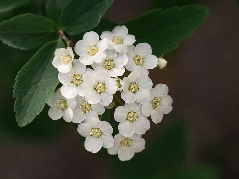 绣线菊春季可以种植吗，种植后多久发芽