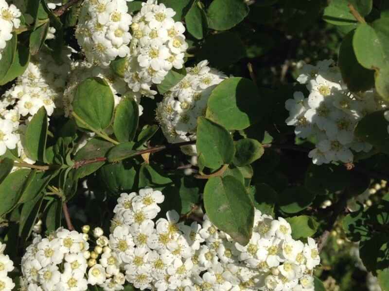 绣线菊种植的时候需提前浸泡吗，冬季可以开花吗