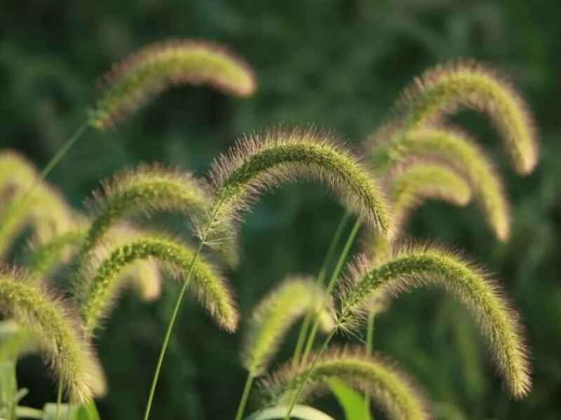 狗尾草一共是有几种颜色，植物属于多年生草本吗？