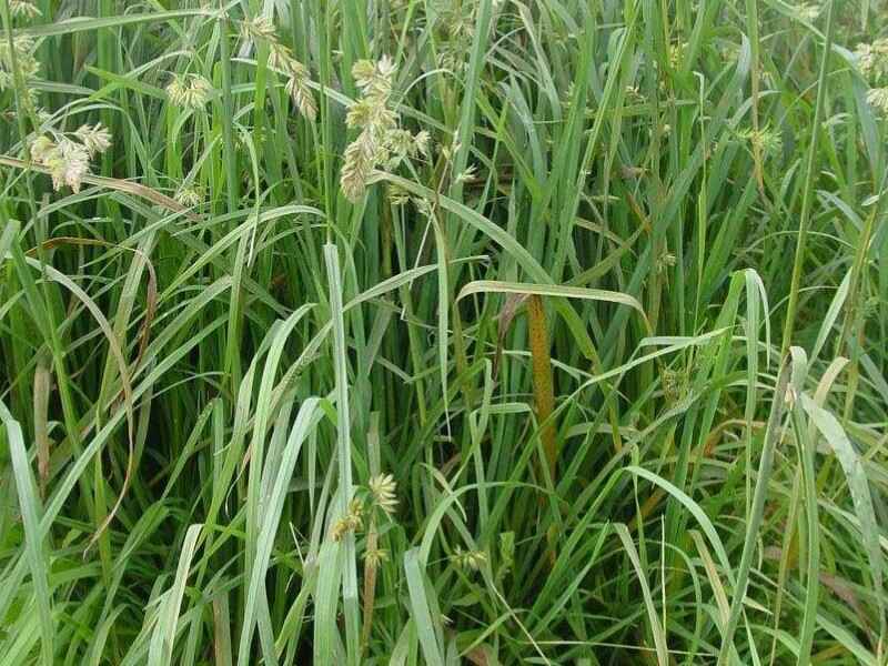 鸭茅包衣种植怎么预防病虫害植物是多年生植物么