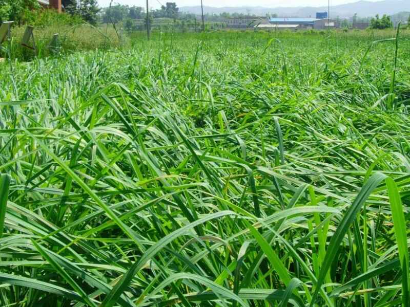 鸭茅包衣种子冬天可以种植吗是多年生牧草吗