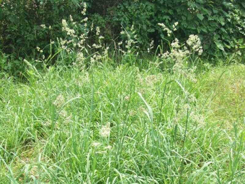 鸭茅包衣种子种植在东北种植效果好吗6月份可以种植吗