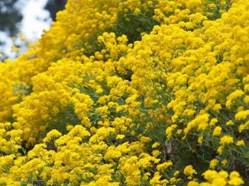 岩生庭芥种子冬季可以种植吗适合东北地区种植吗