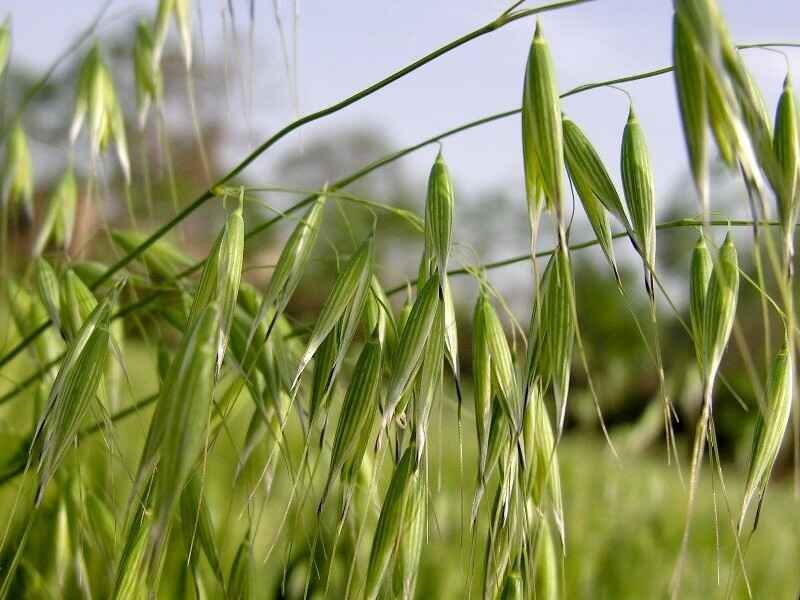 燕麦种子种植在东北种植效果好吗6月份可以种植吗