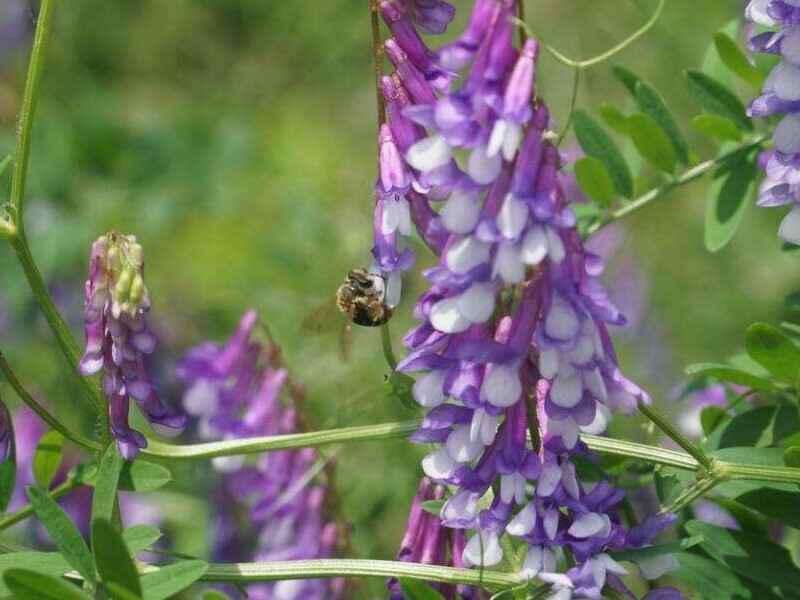 养100头猪种植光叶紫花苕需要多少亩地养猪有什么好处