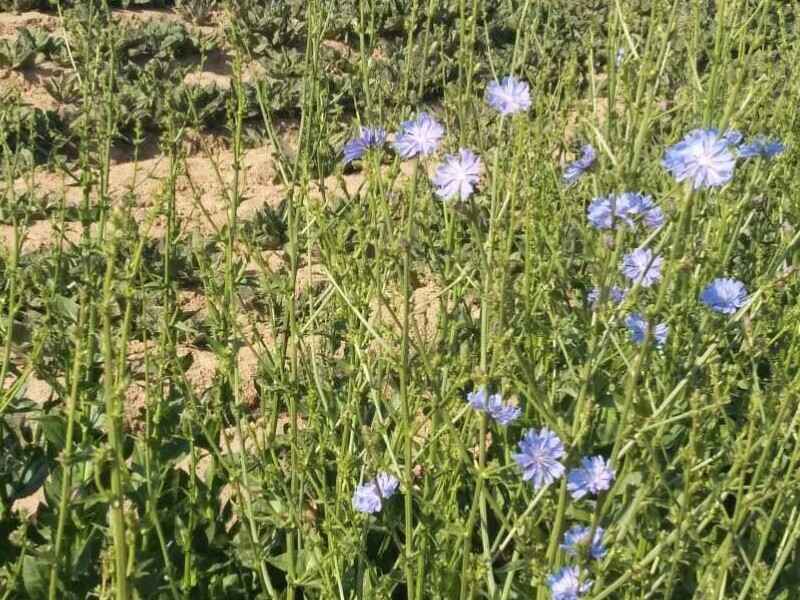 养100头猪种植菊苣包衣需要多少亩地养猪有什么好处