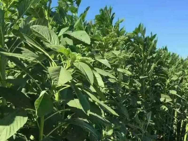 养牛种植美国籽粒苋每天喂养多少斤不粉碎可以喂养吗