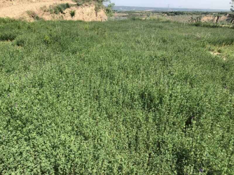 养殖兔子种植牧草适合种植在什么地方种植后几天能够发芽