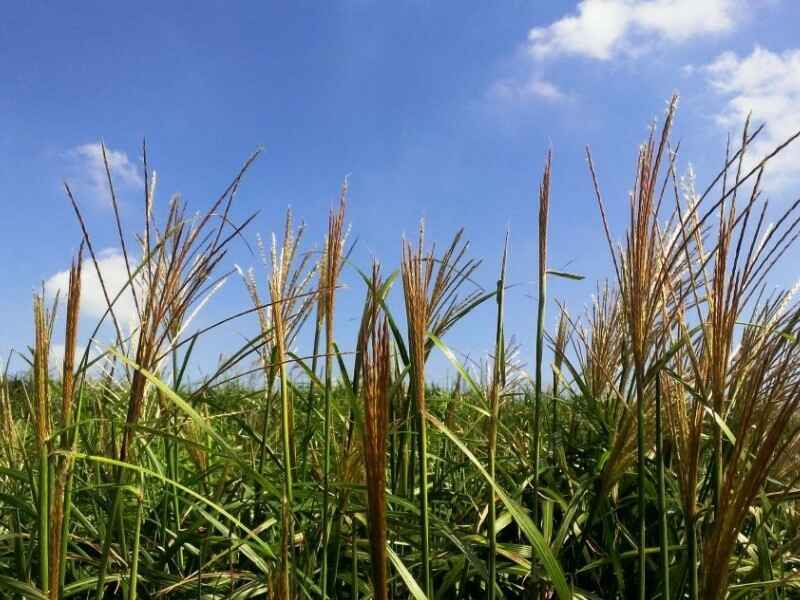 野芒草是多年生植物吗