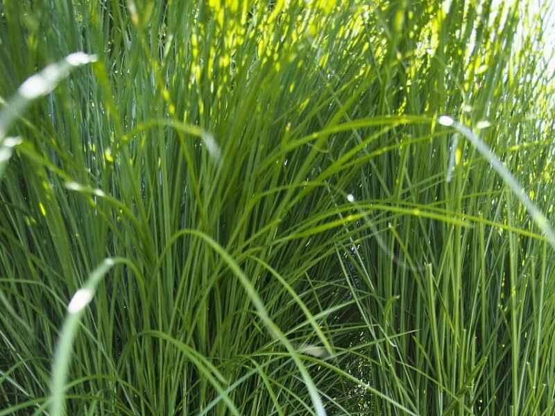 野芒草是多年生植物是一年生植物，种植后多久发芽.