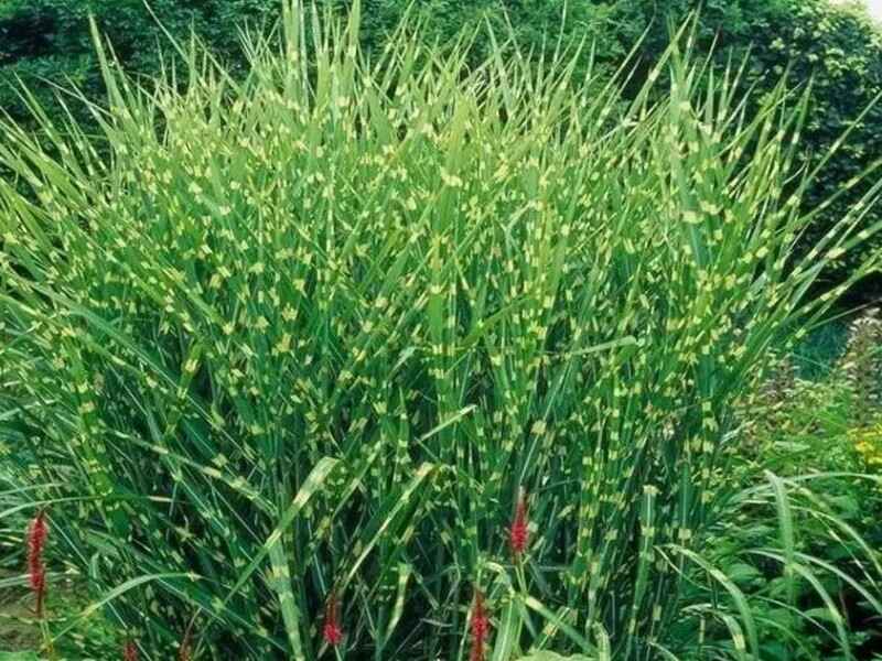 野芒草种植需要催芽吗