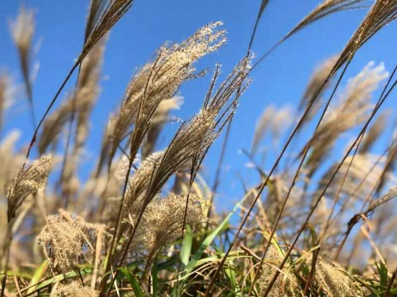 野芒草种子种植后如何预防病虫害种植后的养殖方法