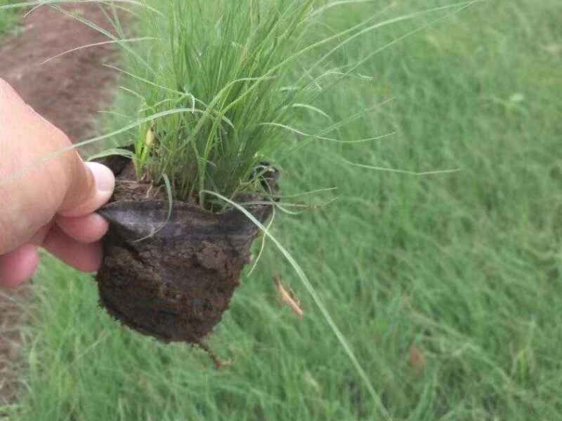 野牛草草坪冬天的时候会变黄吗野牛草冬天可以常绿吗.