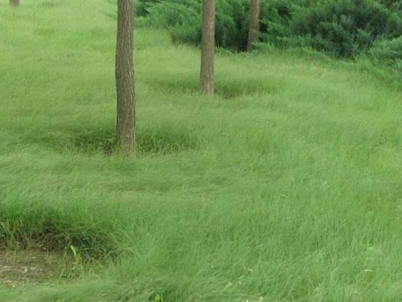 野牛草草坪种植一亩地需要使用多少种子野牛草能活多久.