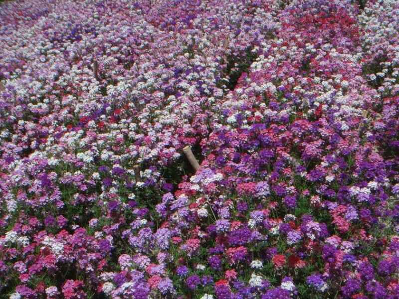 蜂室花在冬季能不能够种植