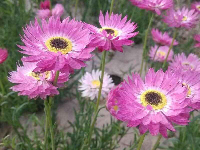 永生菊隔年能发芽吗，种植每亩地需要多少种子