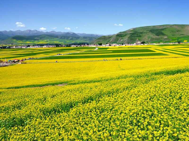 油菜籽种子后发芽率怎么样