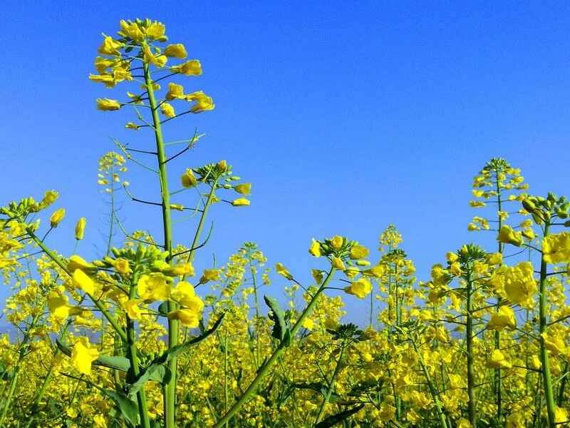 油菜籽种子可以在陕西地区种植吗陕西适合生长吗