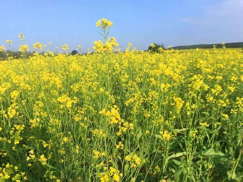 油菜籽种子种植多久可以收割一次一年四季都可以生长吗