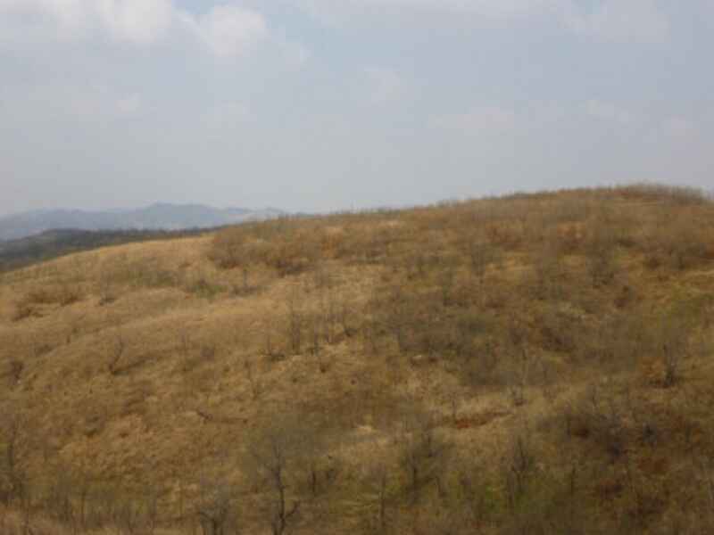 福建黄山的土壤条件很差，要进行绿化需要选择什么植物来播种？