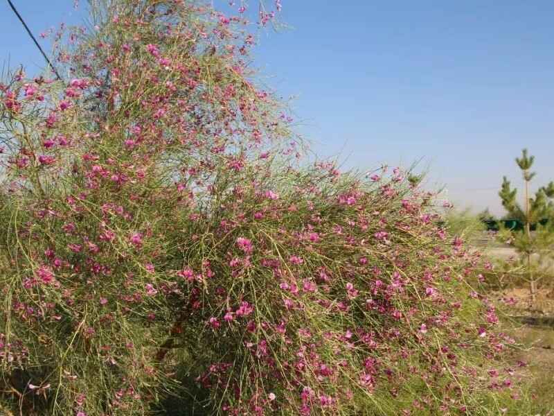 花棒种子每市斤多少钱，花棒是灌木植物吗？