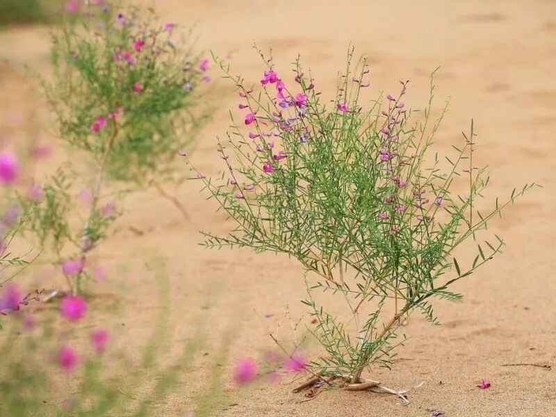 花棒种子种植完成之后在几天会发芽，发芽后要管理吗？