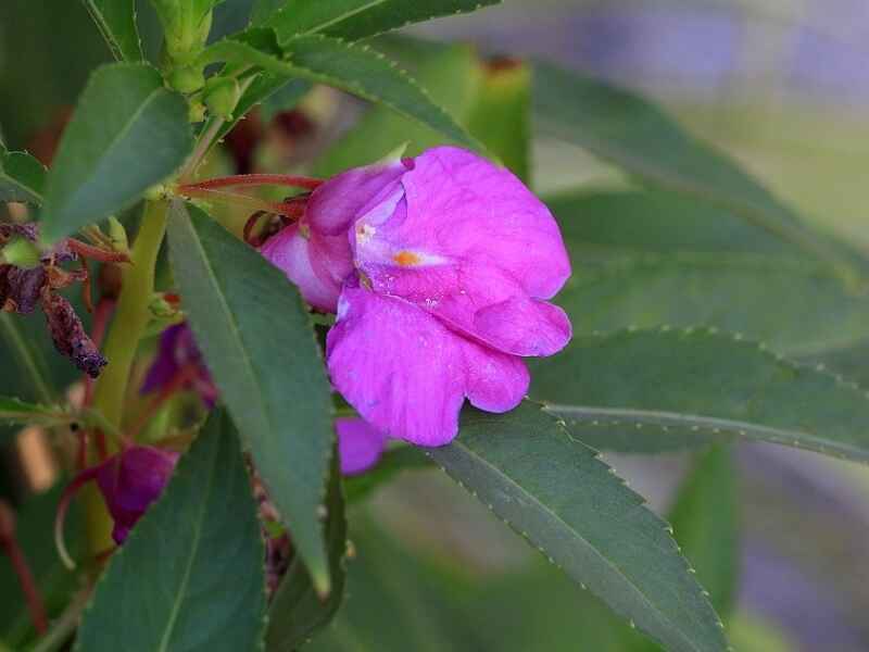 中国凤仙开花有香味吗，花朵几月份绽放