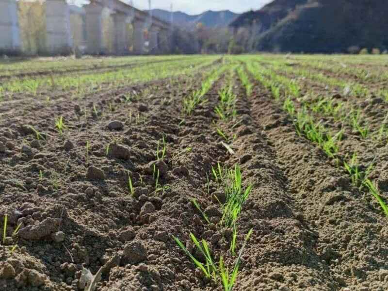 种植一亩地黑小麦亩产多少吨种植产多少干草