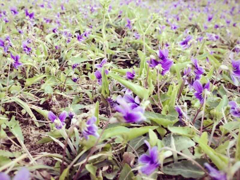 紫花地丁适合什么时候种植？开花有香味吗？