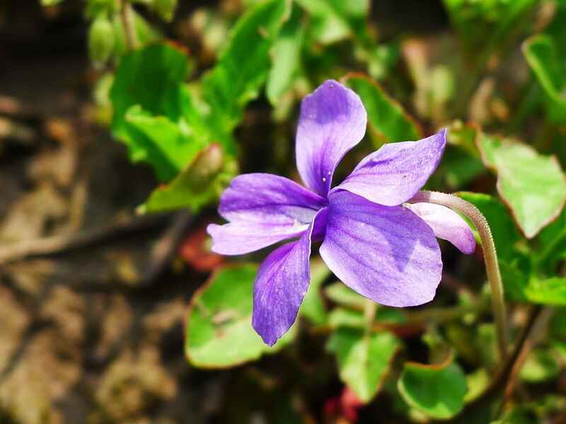 紫花地丁在冬季种植可以吗？植物有哪些优点？