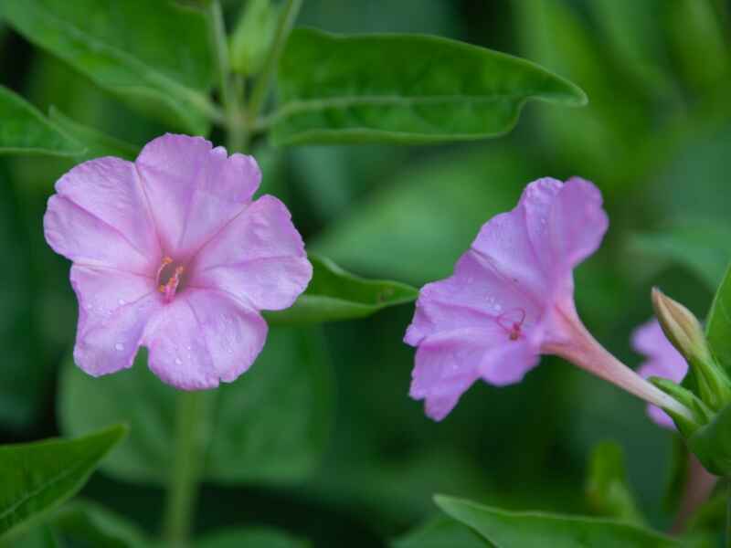 紫茉莉在冬季种植可以吗，冬季是要怎么养护.