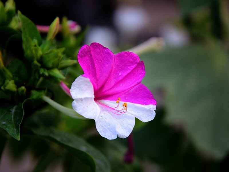 紫茉莉种子种植方法，紫茉莉是宿根花卉吗