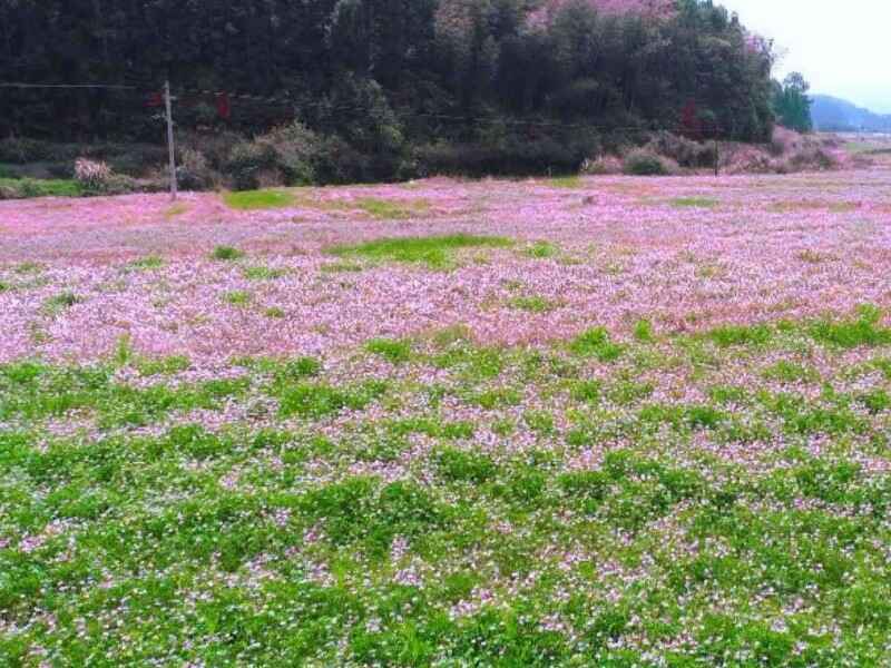 紫云英种子冬天可以种植吗是多年生牧草吗