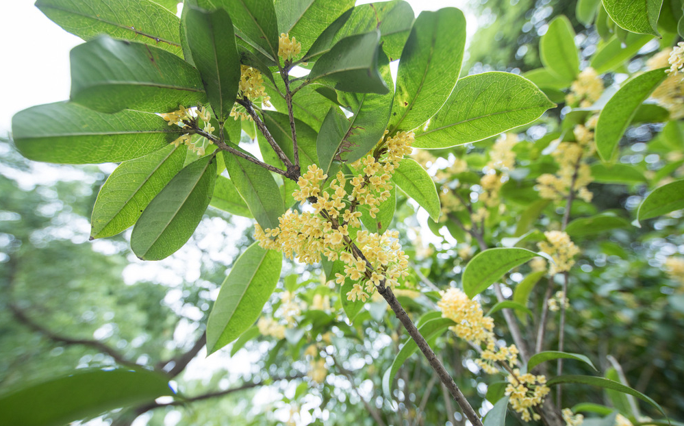 桂花分为几种 开花是什么颜色