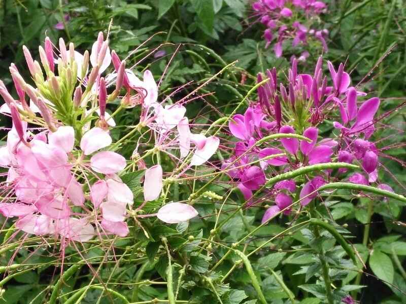 醉蝶花种植后多久发芽有野生品种吗