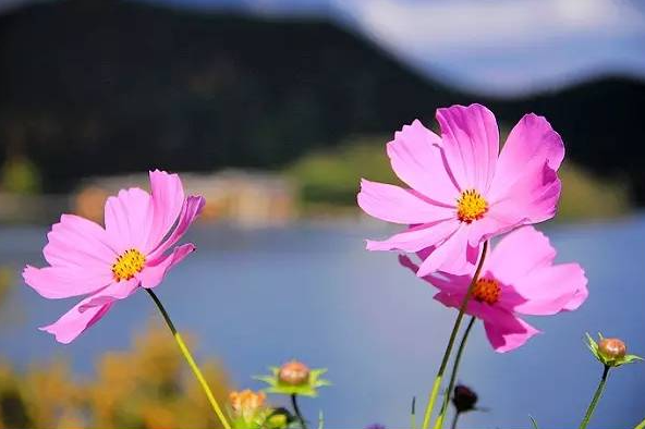 格桑花在藏语中是什么意思  格桑花是不是波斯菊