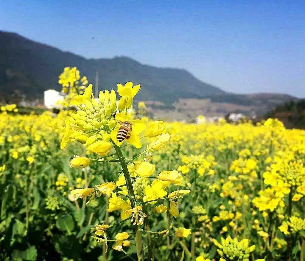 油菜花种植方法