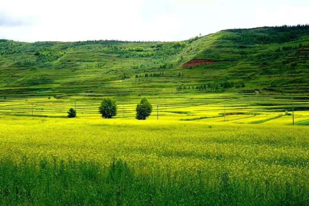 油菜花