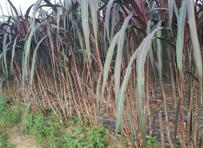 红象草种植技术和方法