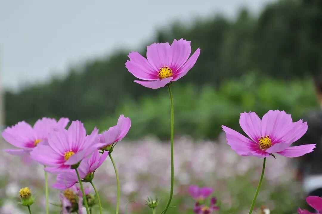 波斯菊几月份种？十月开花为合适？