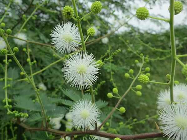 银合欢种植技术和经济价值