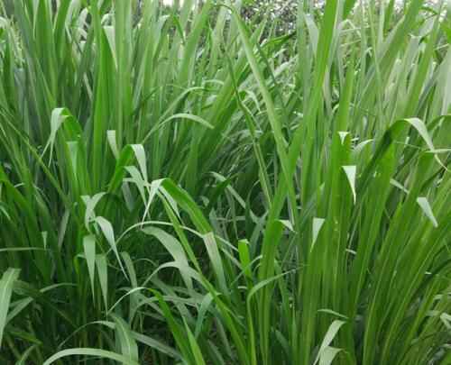 台湾甜象草种植技术介绍