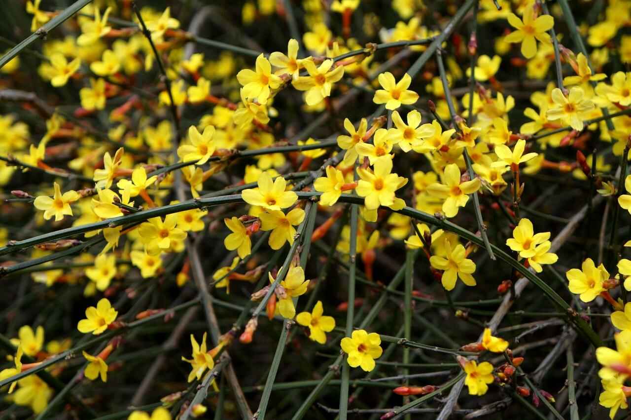 迎春花种植技术介绍