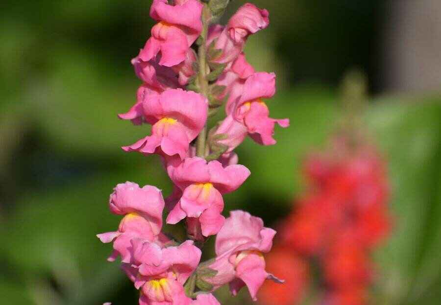 金鱼草种植管理要点