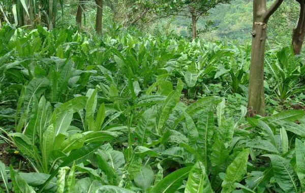 鲁梅克斯种植方法