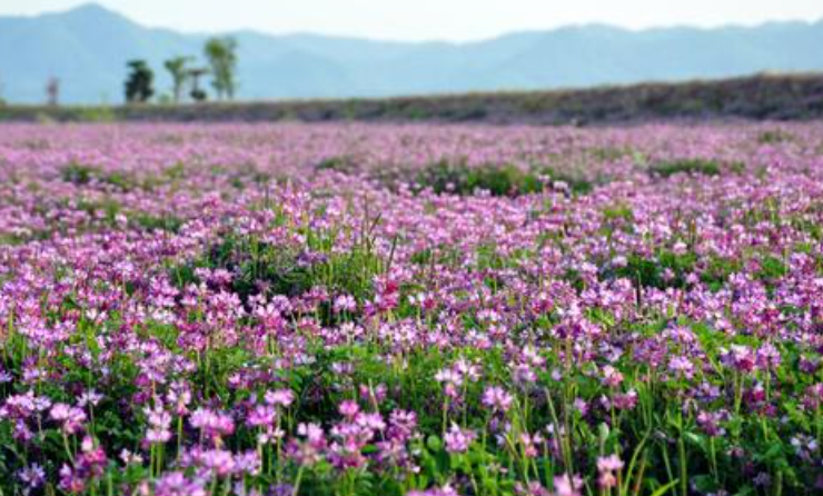 紫花苜蓿