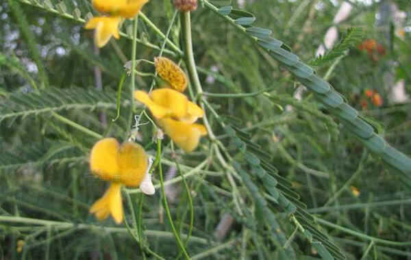 田菁种植技术和价值