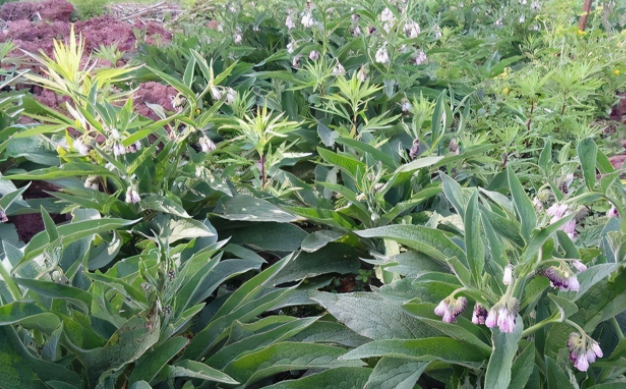 俄罗斯饲料菜